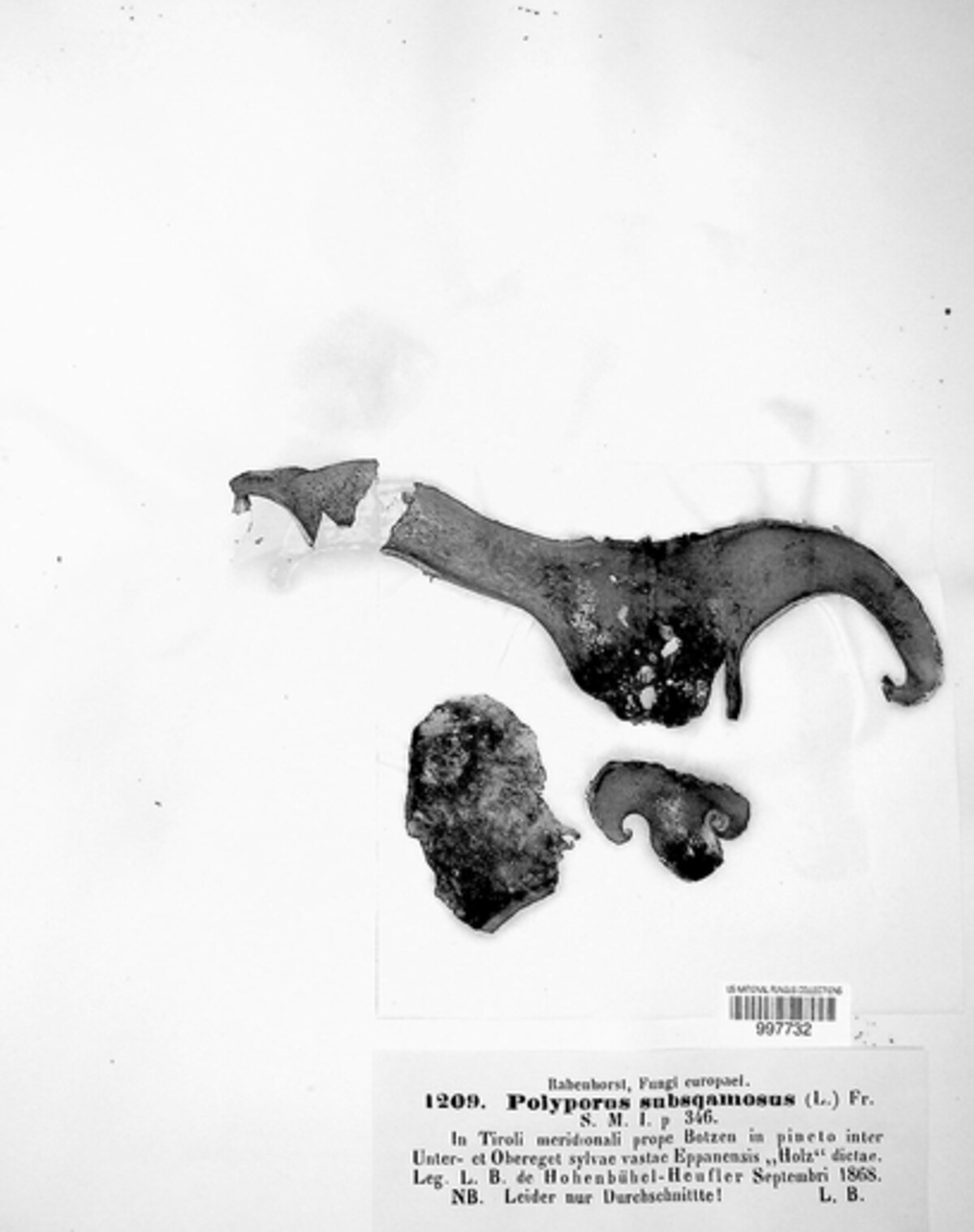 Polyporus subsquamosus image